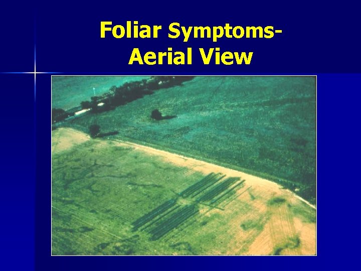 Foliar Symptoms. Aerial View 