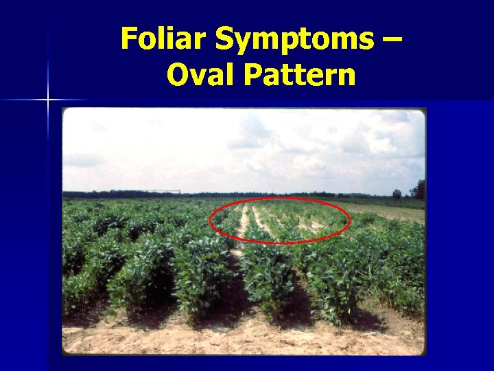 Foliar Symptoms – Oval Pattern 