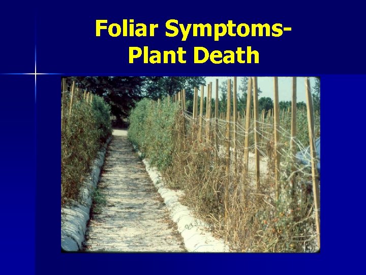 Foliar Symptoms. Plant Death 