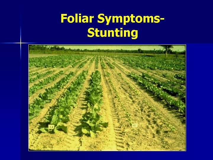 Foliar Symptoms. Stunting 
