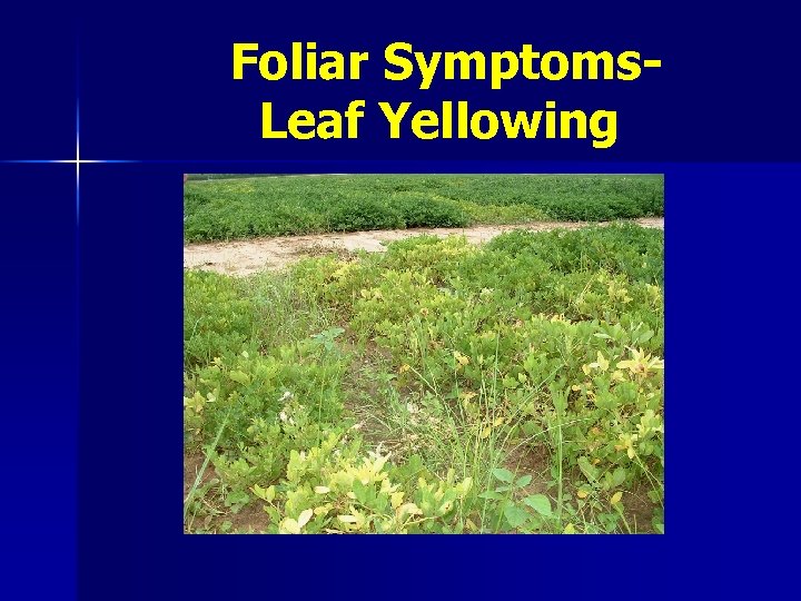 Foliar Symptoms. Leaf Yellowing 