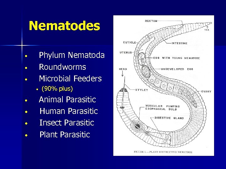 Nematodes Phylum Nematoda Roundworms Microbial Feeders • • (90% plus) Animal Parasitic Human Parasitic