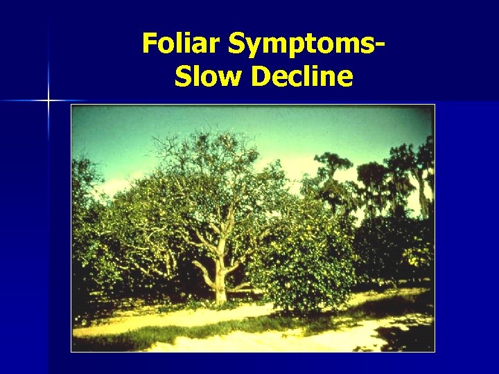 Foliar Symptoms. Slow Decline 