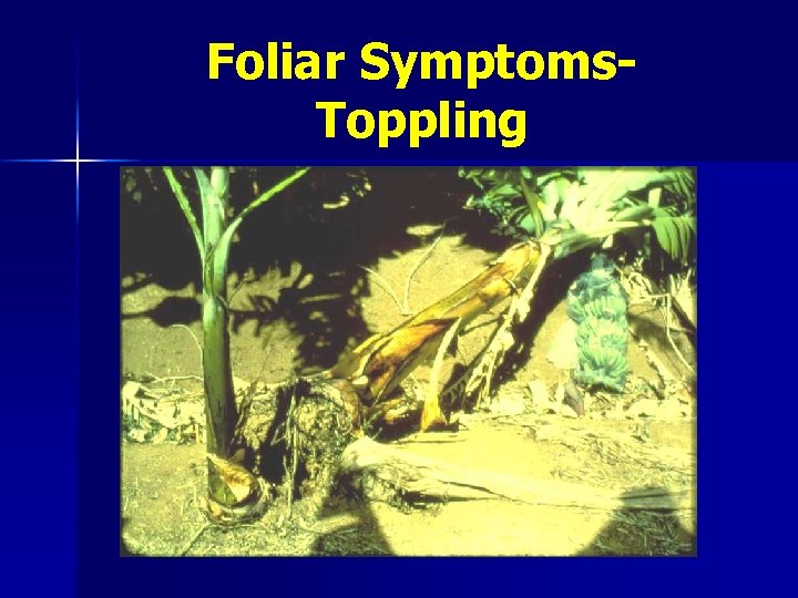 Foliar Symptoms. Toppling 