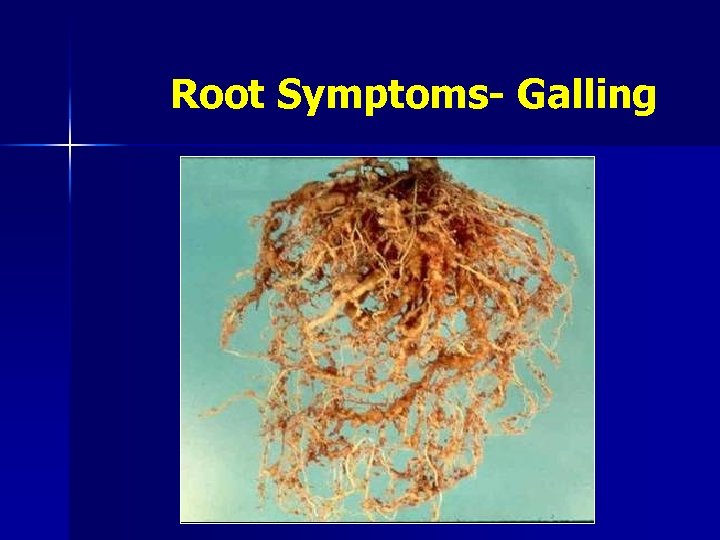 Root Symptoms- Galling 