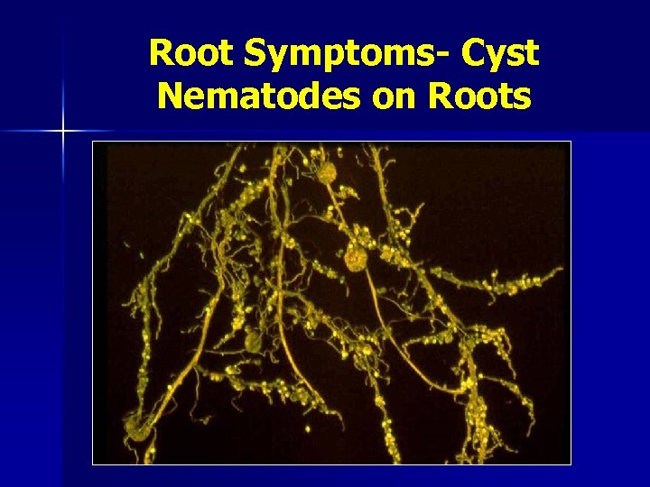 Root Symptoms- Cyst Nematodes on Roots 