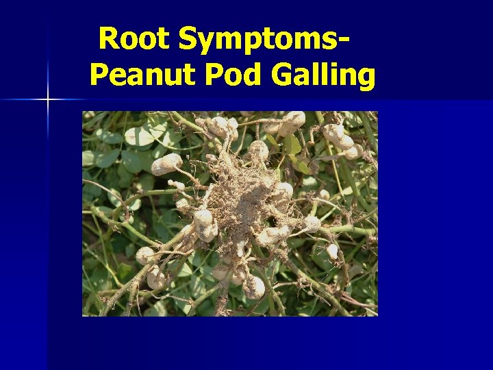 Root Symptoms. Peanut Pod Galling 