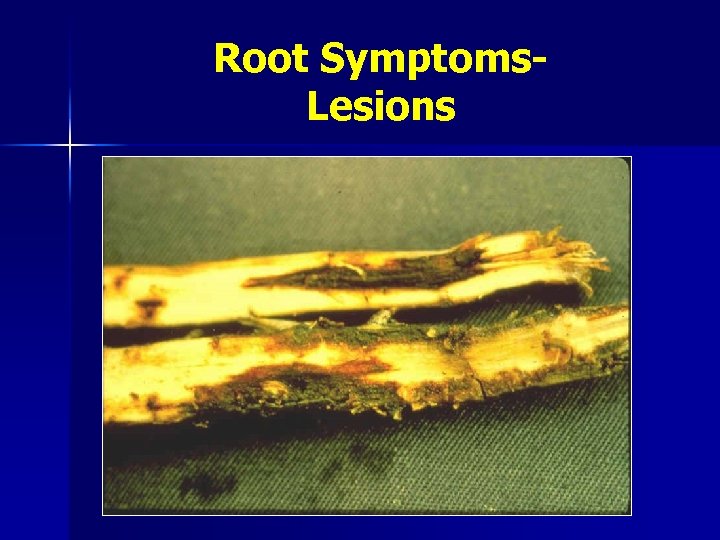 Root Symptoms. Lesions 
