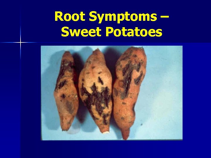 Root Symptoms – Sweet Potatoes 