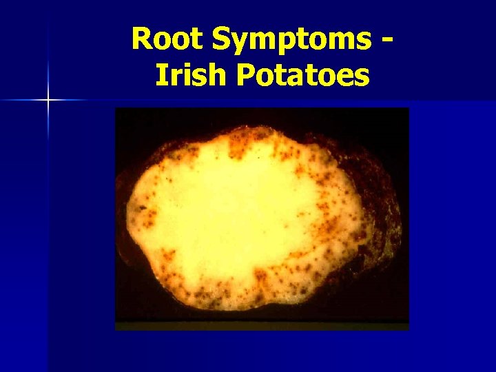 Root Symptoms Irish Potatoes 
