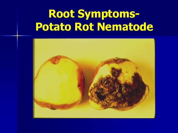 Root Symptoms. Potato Rot Nematode 