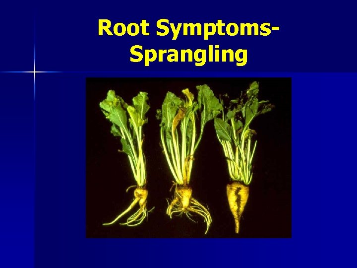 Root Symptoms. Sprangling 