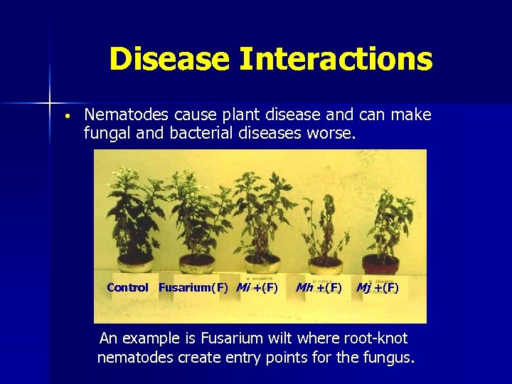 Disease Interactions • Nematodes cause plant disease and can make fungal and bacterial diseases