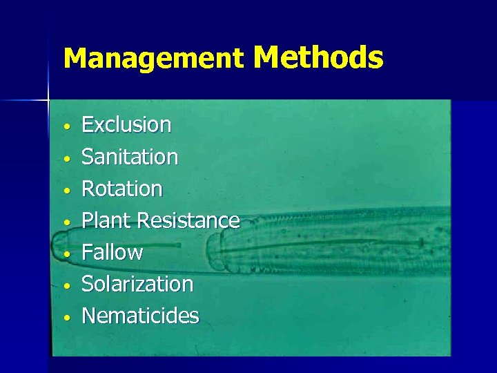 Management Methods • • Exclusion Sanitation Rotation Plant Resistance Fallow Solarization Nematicides 