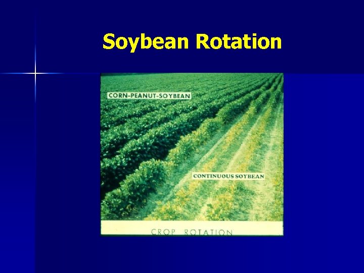 Soybean Rotation 