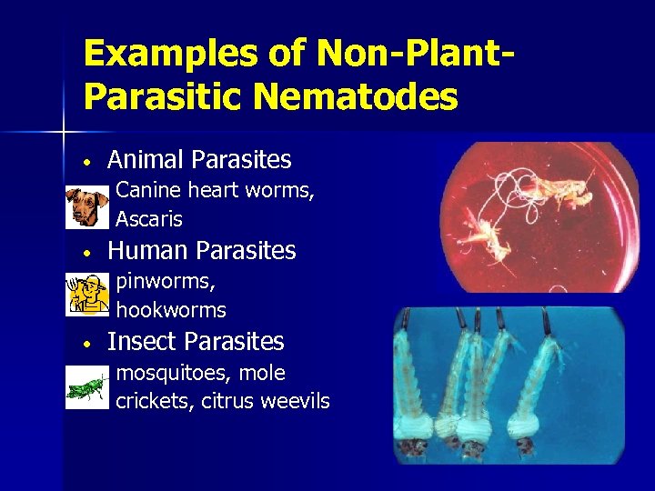 Examples of Non-Plant. Parasitic Nematodes • Animal Parasites Canine heart worms, Ascaris • Human