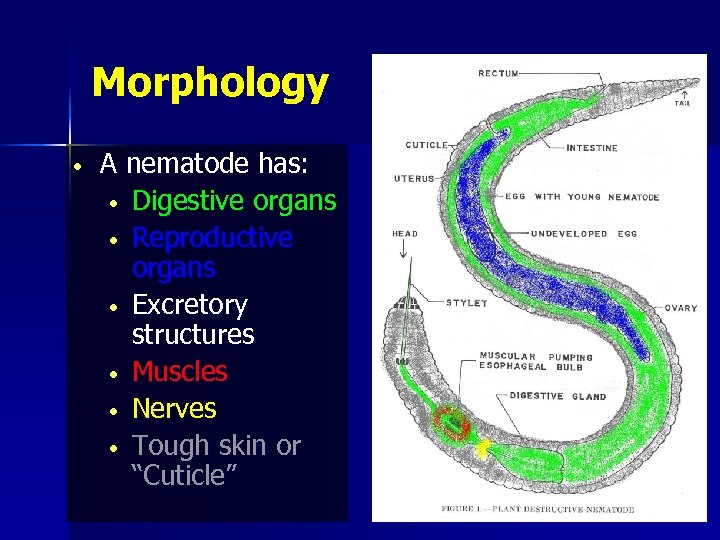 Morphology • A nematode has: • Digestive organs • Reproductive organs • Excretory structures