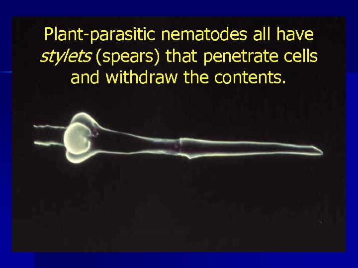 Plant-parasitic nematodes all have stylets (spears) that penetrate cells and withdraw the contents. 