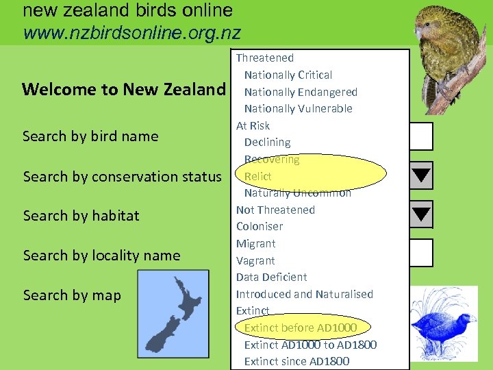 new zealand birds online www. nzbirdsonline. org. nz Welcome to New Zealand Search by
