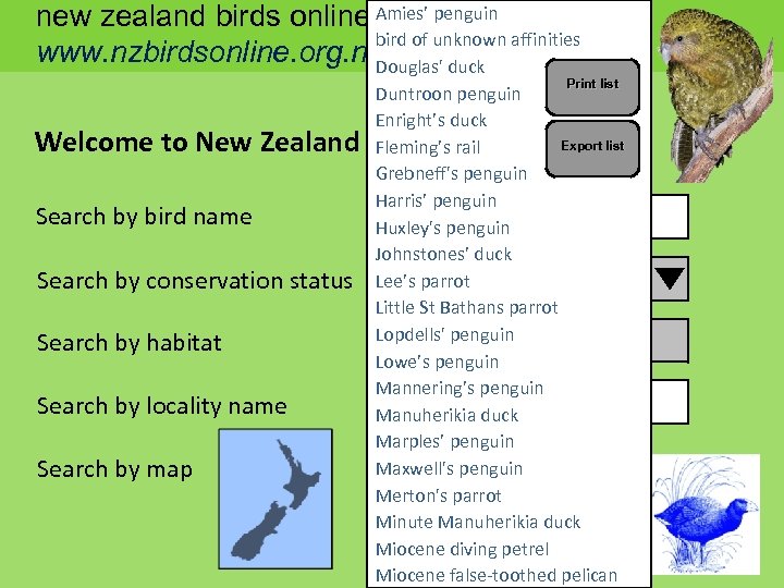 Amies’ new zealand birds online penguin bird of unknown affinities www. nzbirdsonline. org. nz