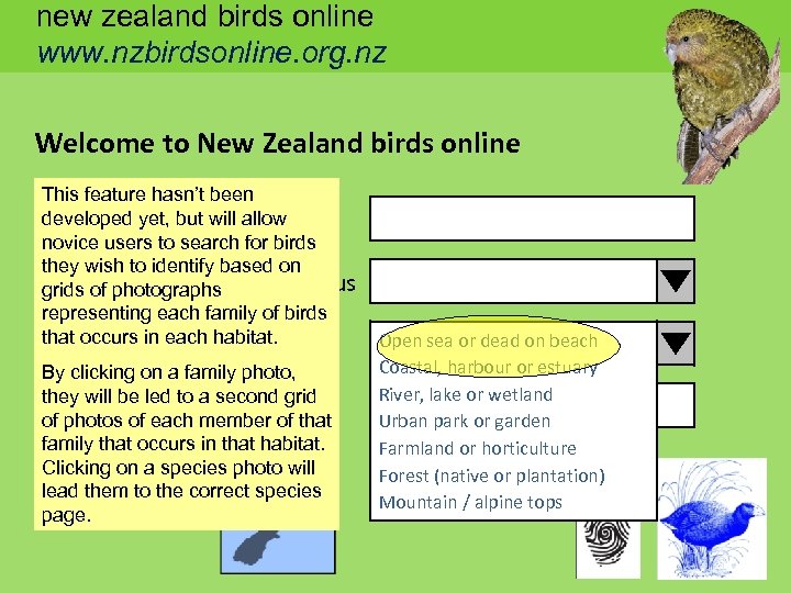 new zealand birds online www. nzbirdsonline. org. nz Welcome to New Zealand birds online
