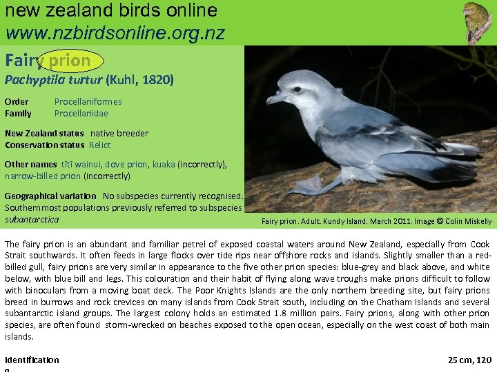 new zealand birds online www. nzbirdsonline. org. nz Fairy prion Pachyptila turtur (Kuhl, 1820)