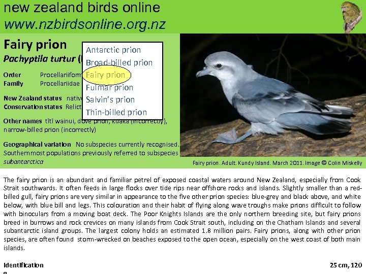 new zealand birds online www. nzbirdsonline. org. nz Fairy prion Antarctic prion Pachyptila turtur