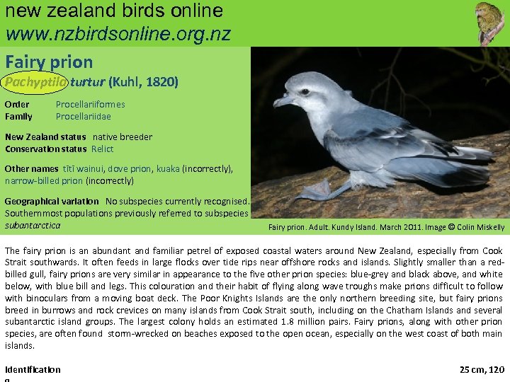 new zealand birds online www. nzbirdsonline. org. nz Fairy prion Pachyptila turtur (Kuhl, 1820)
