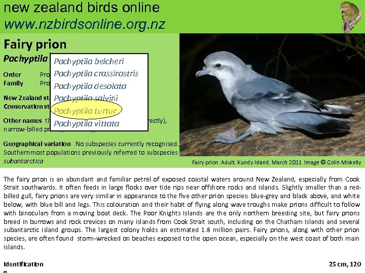 new zealand birds online www. nzbirdsonline. org. nz Fairy prion Pachyptila turtur (Kuhl, 1820)