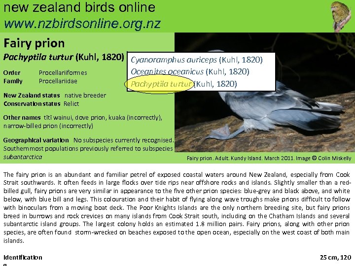 new zealand birds online www. nzbirdsonline. org. nz Fairy prion Pachyptila turtur (Kuhl, 1820)