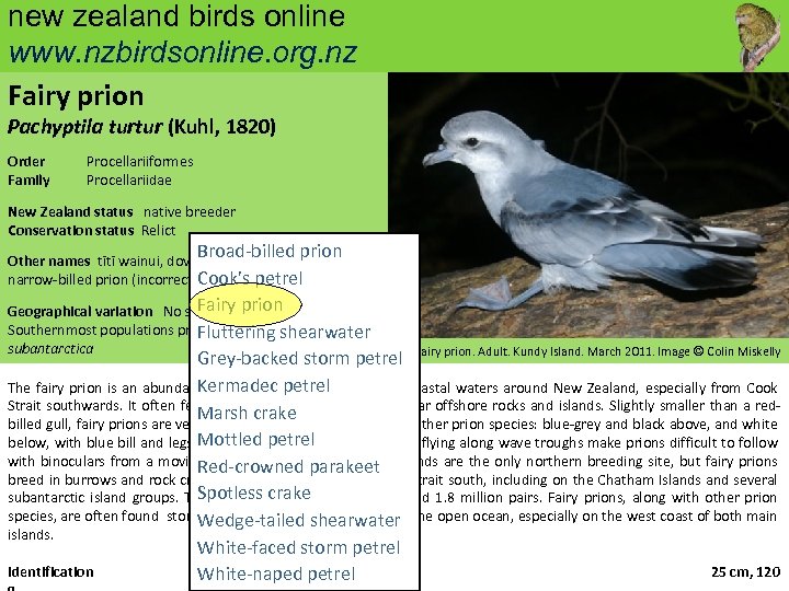 new zealand birds online www. nzbirdsonline. org. nz Fairy prion Pachyptila turtur (Kuhl, 1820)