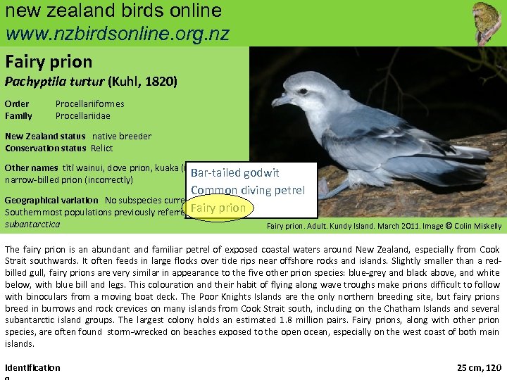 new zealand birds online www. nzbirdsonline. org. nz Fairy prion Pachyptila turtur (Kuhl, 1820)