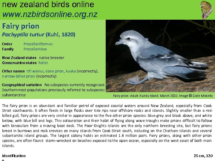new zealand birds online www. nzbirdsonline. org. nz Fairy prion Pachyptila turtur (Kuhl, 1820)