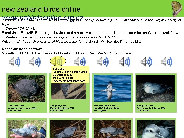 new zealand birds online www. nzbirdsonline. org. nz. Pachyptila turtur (Kuhl). Transactions of the