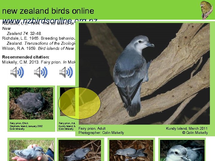 new zealand birds online www. nzbirdsonline. org. nz. Pachyptila turtur (Kuhl). Transactions of the