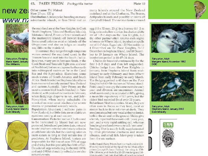 new zealand birds online www. nzbirdsonline. org. nz Fairy prion, Fledgling Mana Island, January