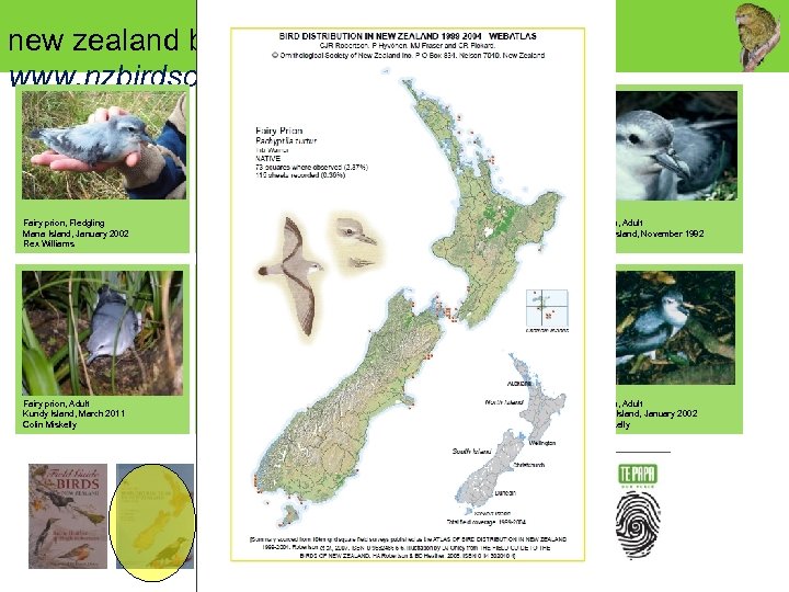 new zealand birds online www. nzbirdsonline. org. nz Fairy prion, Fledgling Mana Island, January