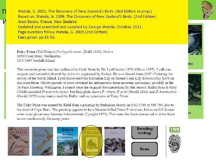 new zealand birds online www. nzbirdsonline. org. nz Fairy prion, Fledgling Mana Island, January