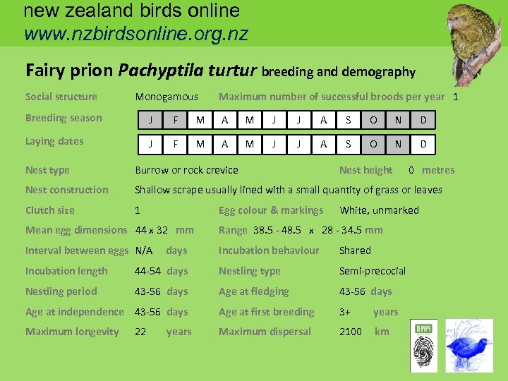new zealand birds online www. nzbirdsonline. org. nz Fairy prion Pachyptila turtur breeding and