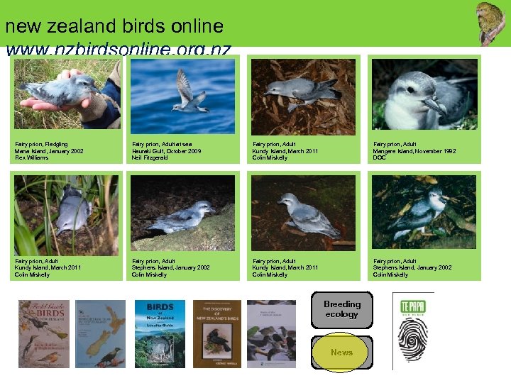 new zealand birds online www. nzbirdsonline. org. nz Fairy prion, Fledgling Mana Island, January