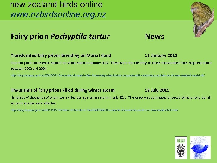 new zealand birds online www. nzbirdsonline. org. nz Fairy prion Pachyptila turtur News Translocated