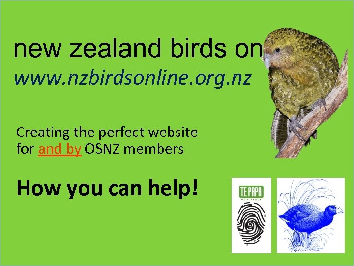 new zealand birds online www. nzbirdsonline. org. nz Creating the perfect website for and