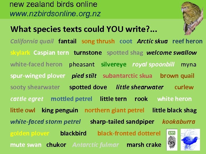 new zealand birds online www. nzbirdsonline. org. nz What species texts could YOU write?