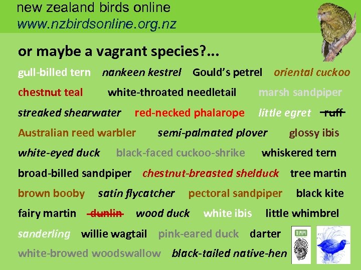 new zealand birds online www. nzbirdsonline. org. nz or maybe a vagrant species? .