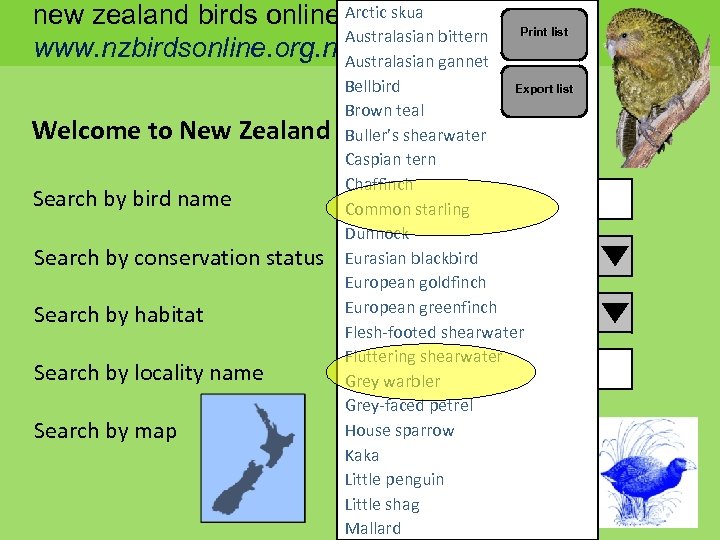Arctic new zealand birds online skua Australasian bittern www. nzbirdsonline. org. nz Australasian gannet