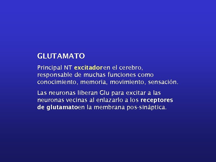 GLUTAMATO Principal NT excitador en el cerebro, responsable de muchas funciones como conocimiento, memoria,