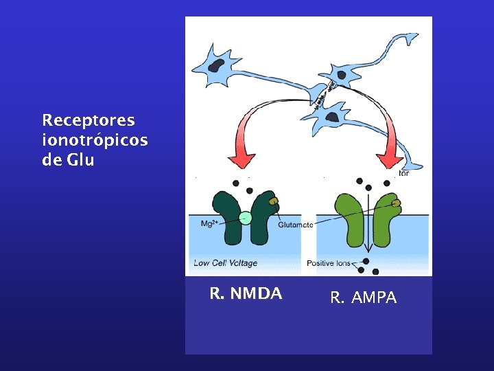 Receptores ionotrópicos de Glu R. NMDA R. AMPA 