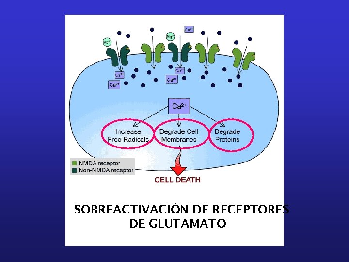SOBREACTIVACIÓN DE RECEPTORES DE GLUTAMATO 