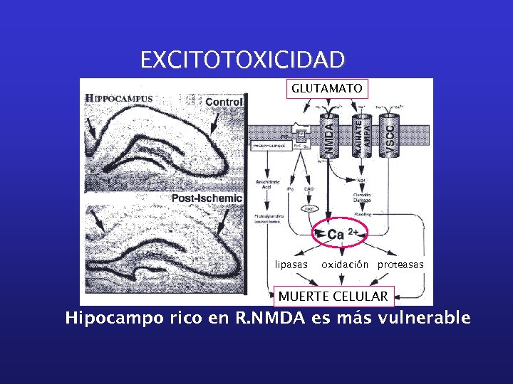 EXCITOTOXICIDAD GLUTAMATO lipasas oxidación proteasas MUERTE CELULAR Hipocampo rico en R. NMDA es más