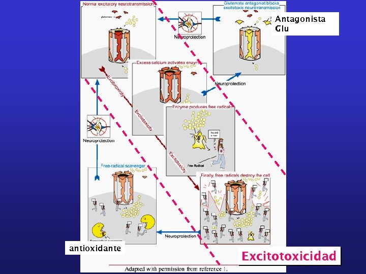 Antagonista Glu antioxidante Excitotoxicidad 